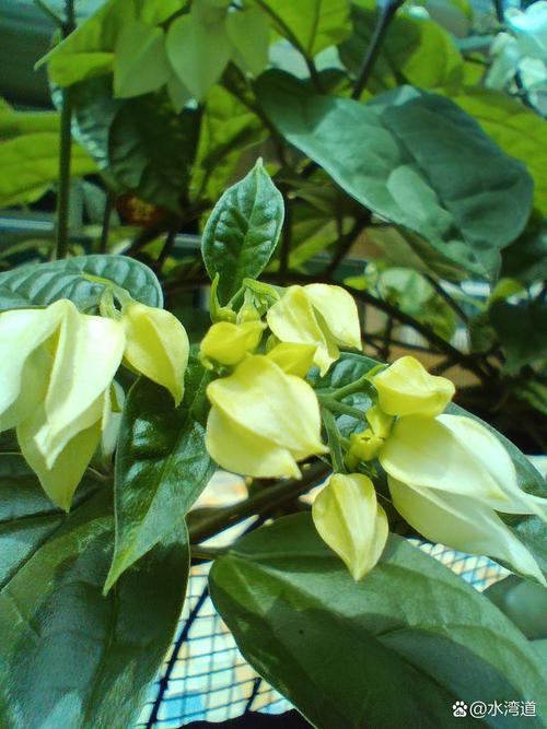 龙吐珠一年开几次花？龙吐珠几年生花卉？-第5张图片-优品飞百科