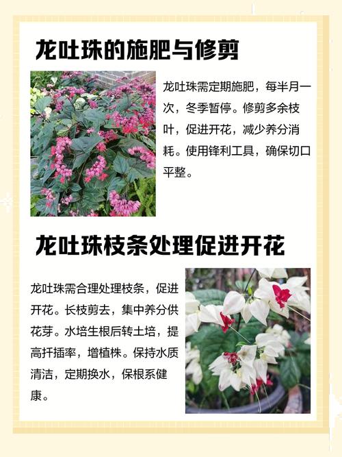 龙吐珠一年开几次花？龙吐珠几年生花卉？-第6张图片-优品飞百科