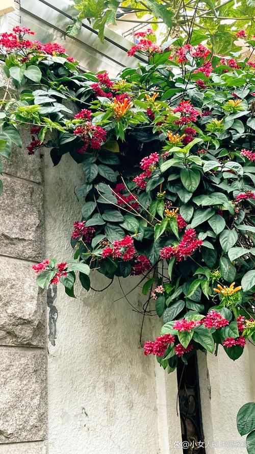 龙吐珠一年开几次花？龙吐珠几年生花卉？-第7张图片-优品飞百科