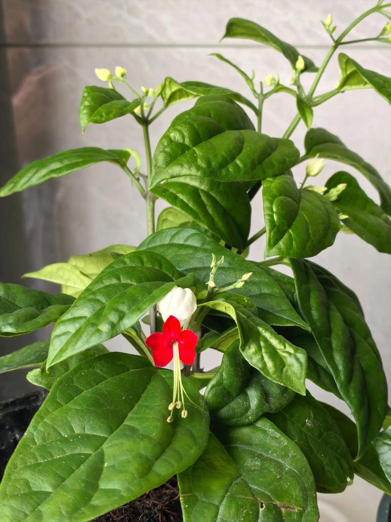 龙吐珠一年开几次花？龙吐珠几年生花卉？-第8张图片-优品飞百科