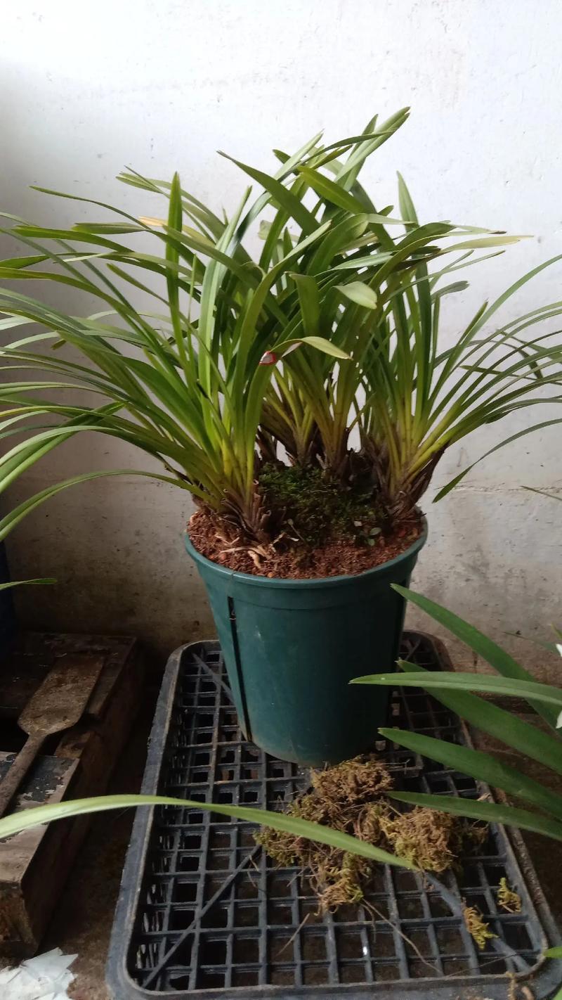 独占春的花语及意义？独占春多少钱一苗？-第2张图片-优品飞百科