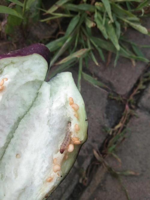 独占春的花语及意义？独占春多少钱一苗？-第3张图片-优品飞百科