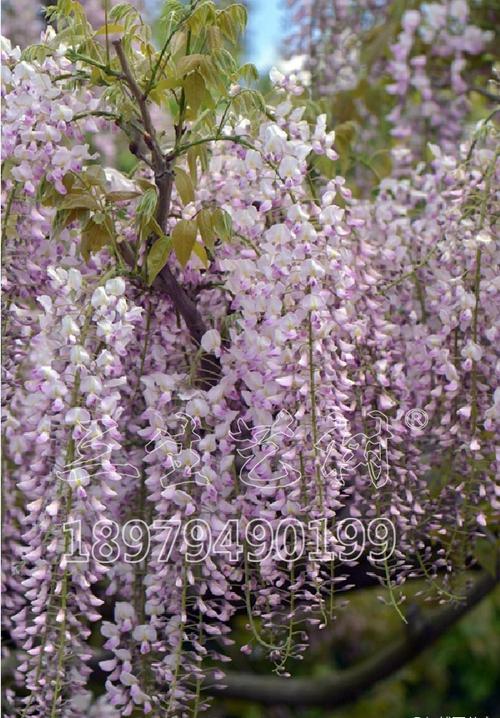 独占春的花语及意义？独占春多少钱一苗？-第4张图片-优品飞百科