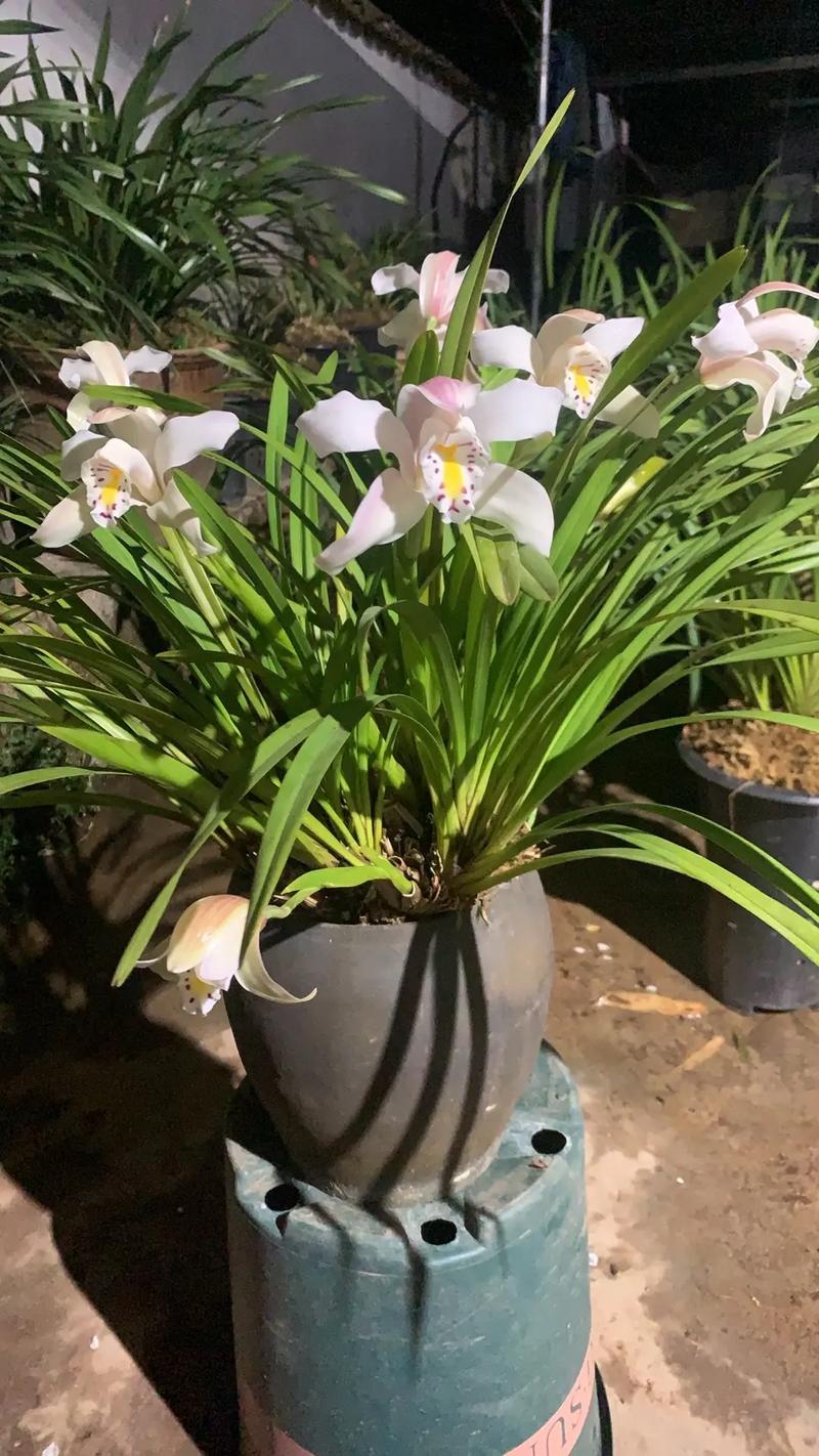 独占春的花语及意义？独占春多少钱一苗？-第5张图片-优品飞百科