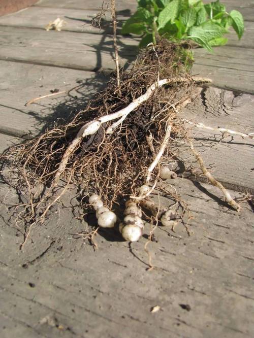 甘露子的养殖方法和注意事项,甘露子有什么作用和功效?-第2张图片-优品飞百科 甘露子的养殖方法和注意事项,甘露子有什么作用和功效?-第2张图片-优品飞百科