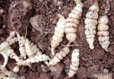 甘露子的养殖方法和注意事项,甘露子有什么作用和功效?-第3张图片-优品飞百科 甘露子的养殖方法和注意事项,甘露子有什么作用和功效?-第3张图片-优品飞百科