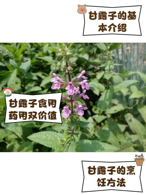 甘露子的养殖方法和注意事项,甘露子有什么作用和功效?-第4张图片-优品飞百科 甘露子的养殖方法和注意事项,甘露子有什么作用和功效?-第4张图片-优品飞百科