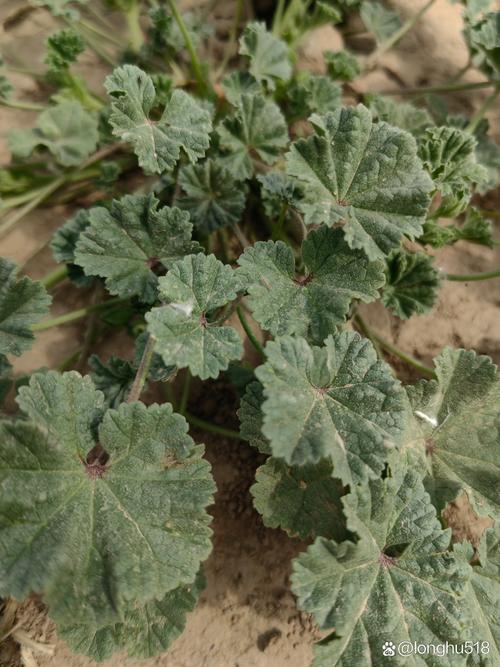 锦葵的功效和作用，园叶锦葵的功效和作用