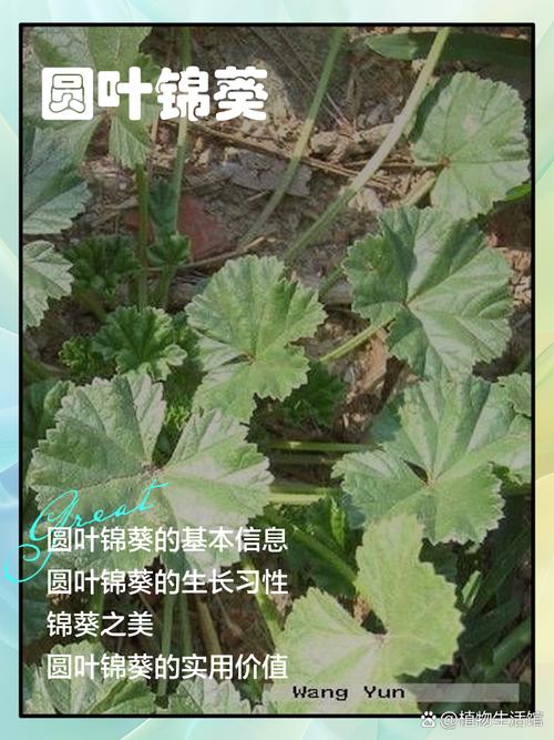 锦葵的功效和作用，园叶锦葵的功效和作用-第2张图片-优品飞百科
