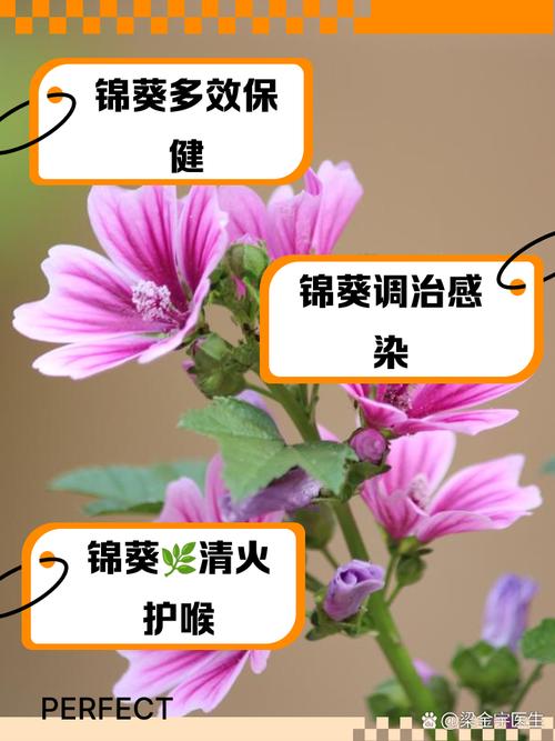 锦葵的功效和作用，园叶锦葵的功效和作用-第3张图片-优品飞百科