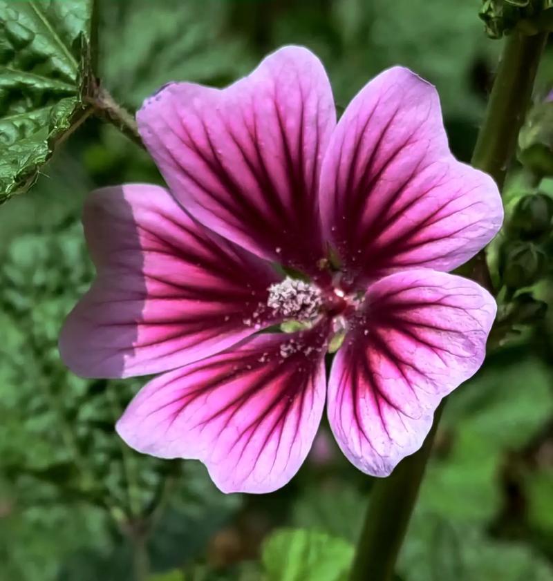 锦葵的功效和作用，园叶锦葵的功效和作用-第4张图片-优品飞百科