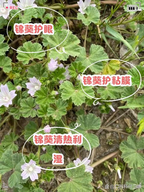 锦葵的功效和作用，园叶锦葵的功效和作用-第5张图片-优品飞百科