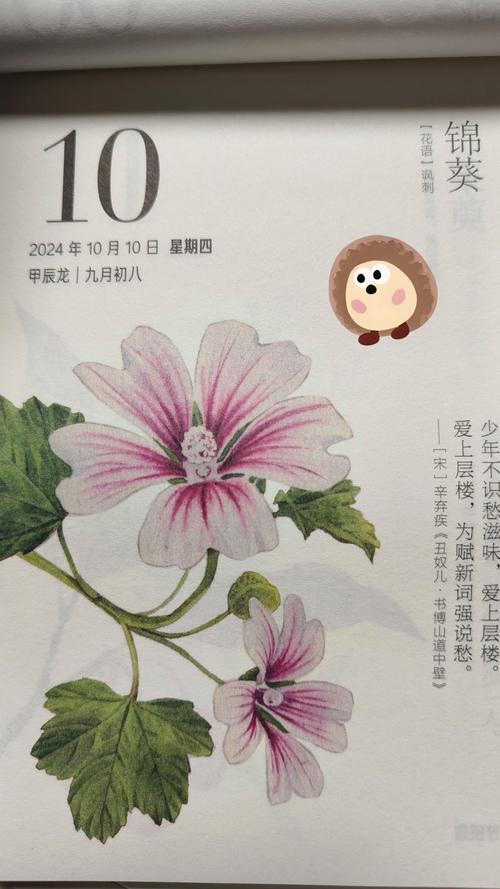 锦葵的功效和作用，园叶锦葵的功效和作用-第6张图片-优品飞百科