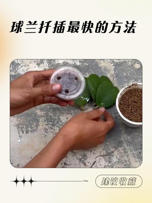 兰花怎么扦插，兰花怎么扦插 繁殖