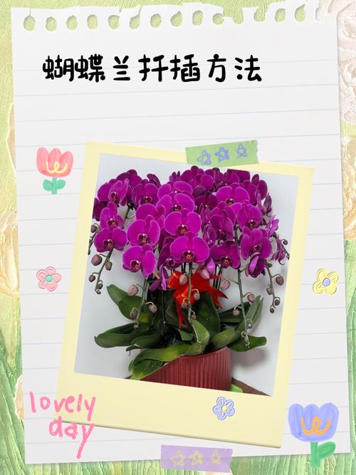 兰花怎么扦插，兰花怎么扦插 繁殖-第2张图片-优品飞百科