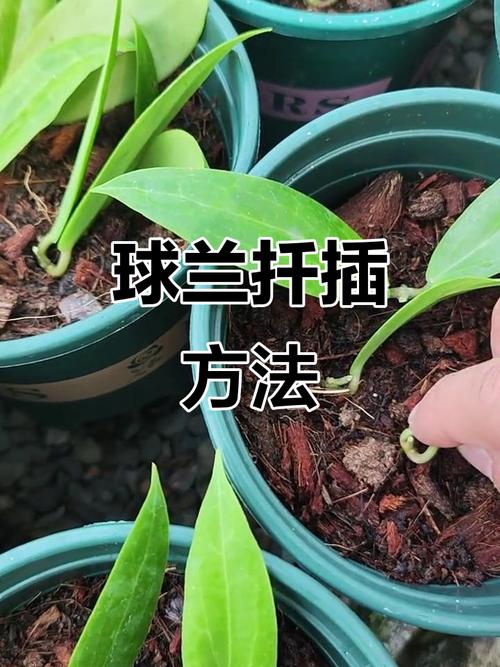 兰花怎么扦插，兰花怎么扦插 繁殖-第3张图片-优品飞百科