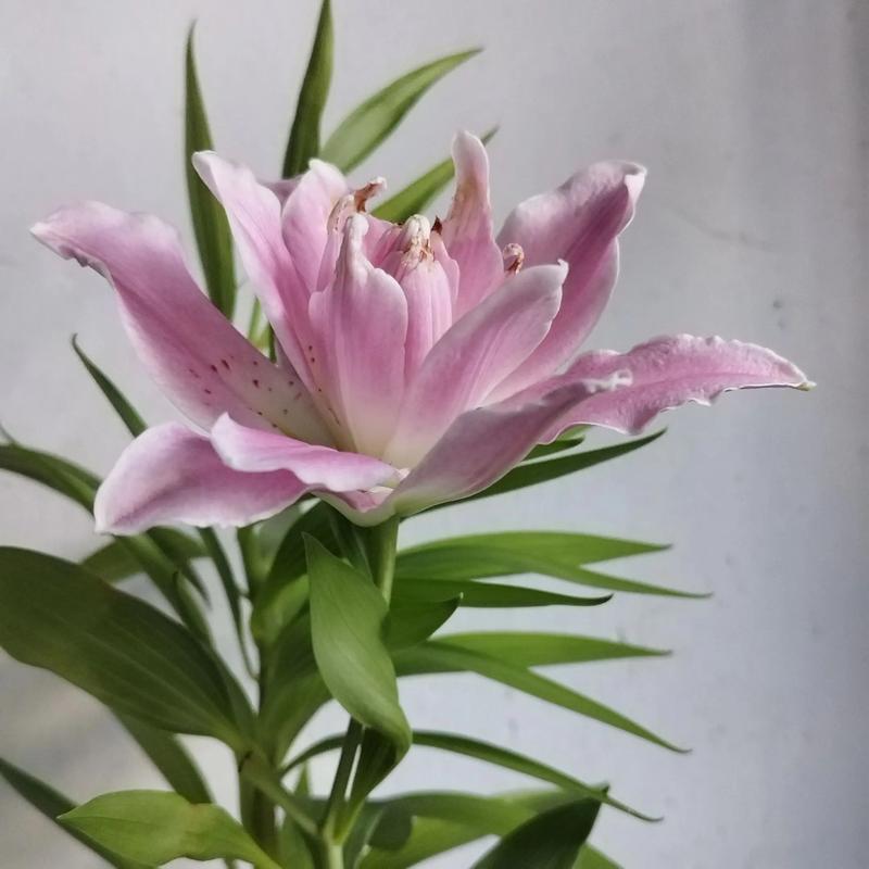 百合花开完花怎么处理，百合花开完花怎么处理干净？