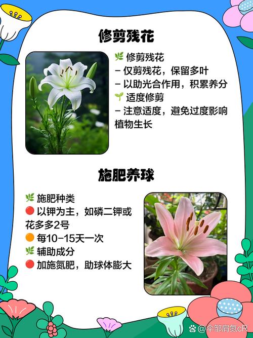 百合花开完花怎么处理，百合花开完花怎么处理干净？-第3张图片-优品飞百科