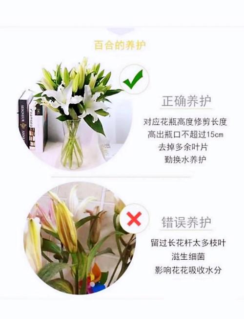 百合花开完花怎么处理，百合花开完花怎么处理干净？-第4张图片-优品飞百科