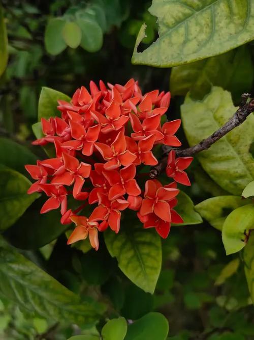 如意皇后什么时候开花,如意皇后开花吗?你知道它开花的条件是什么吗?-第1张图片-优品飞百科 如意皇后什么时候开花,如意皇后开花吗?你知道它开花的条件是什么吗?-第1张图片-优品飞百科