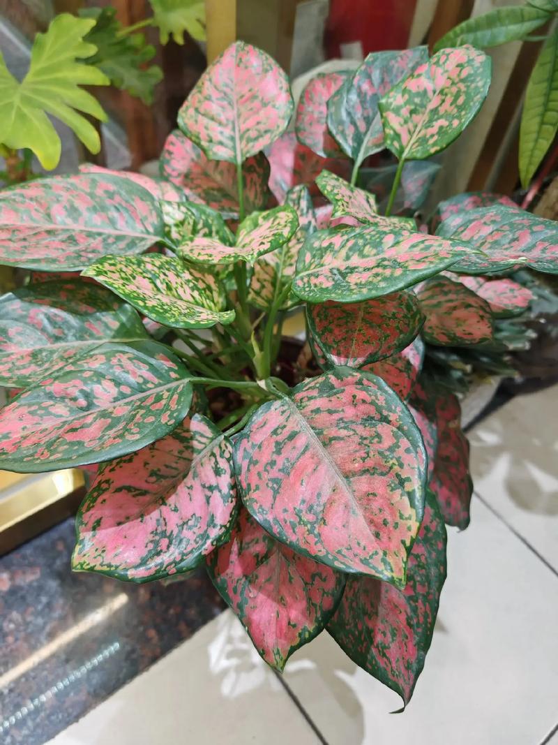 如意皇后什么时候开花,如意皇后开花吗?你知道它开花的条件是什么吗?-第2张图片-优品飞百科 如意皇后什么时候开花,如意皇后开花吗?你知道它开花的条件是什么吗?-第2张图片-优品飞百科