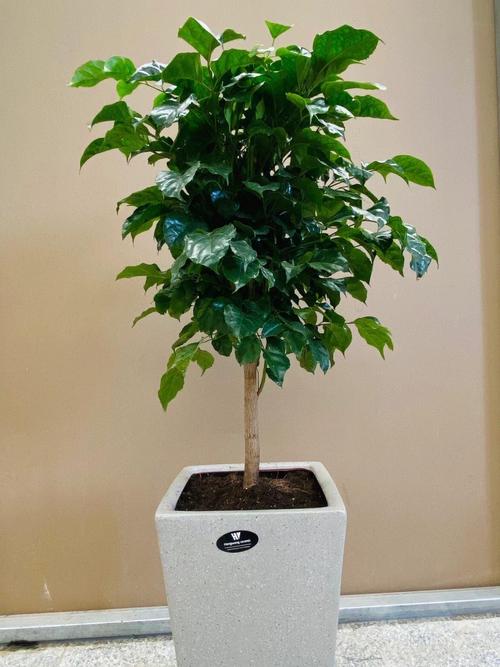 澳洲杉开花吗，澳洲杉几月发新芽