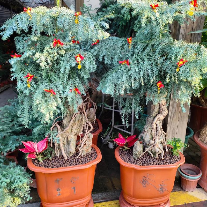 澳洲杉开花吗，澳洲杉几月发新芽-第2张图片-优品飞百科