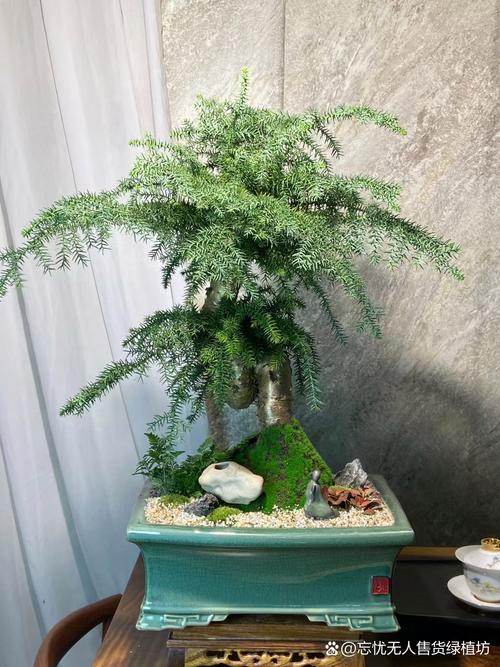 澳洲杉开花吗，澳洲杉几月发新芽-第3张图片-优品飞百科