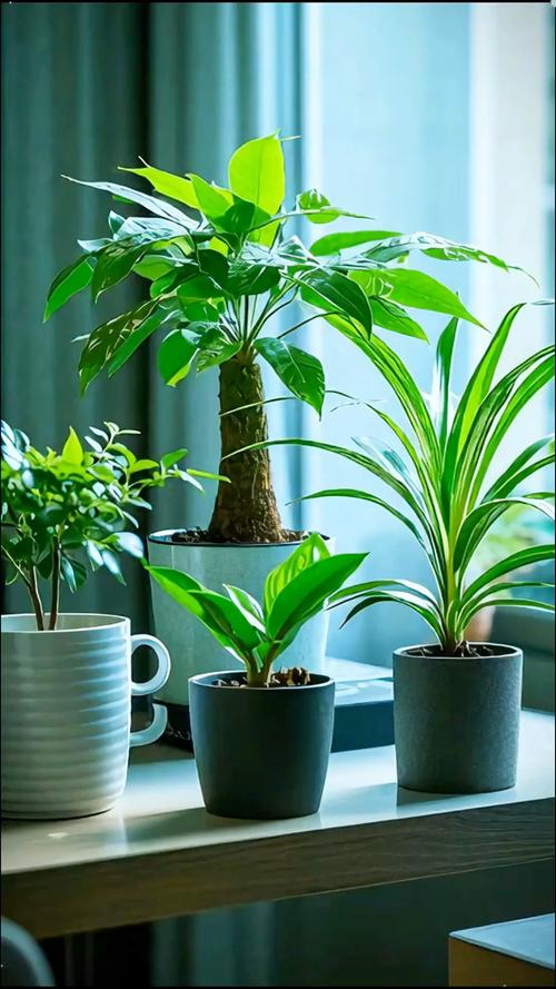 澳洲杉开花吗，澳洲杉几月发新芽-第4张图片-优品飞百科