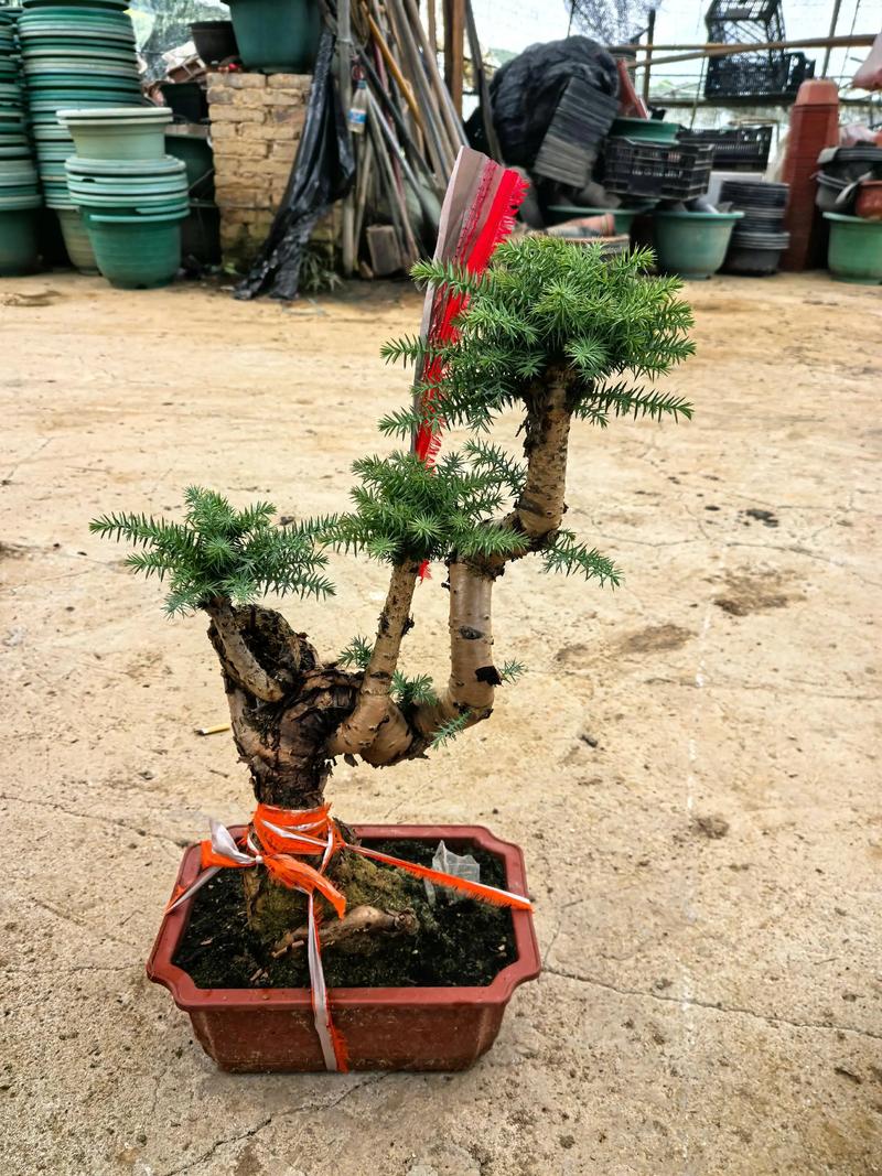 澳洲杉开花吗，澳洲杉几月发新芽-第5张图片-优品飞百科