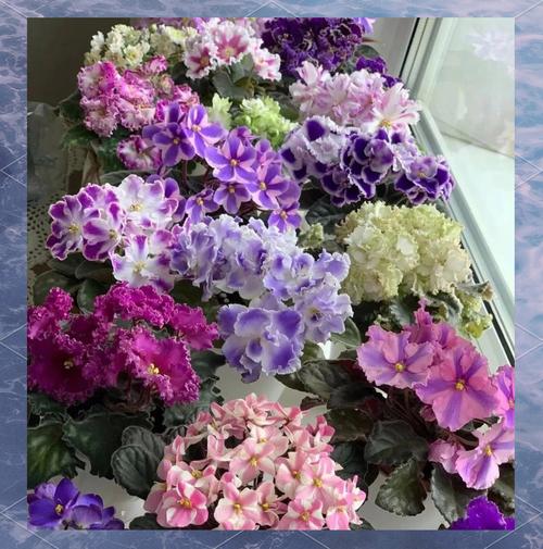 包含“4种”花养家里，“病菌”都害怕，空气清新少生病！的词条