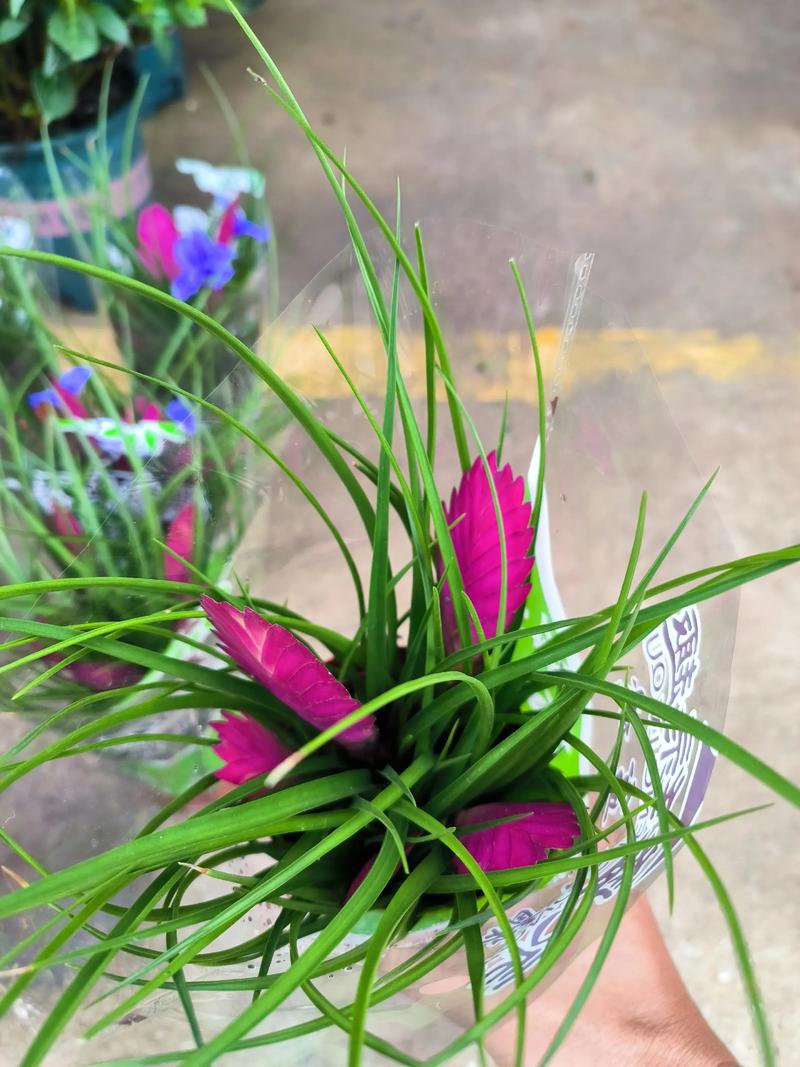 包含“4种”花养家里,“病菌”都害怕,空气清新少生病!的词条-第3张图片-优品飞百科 包含“4种”花养家里,“病菌”都害怕,空气清新少生病!的词条-第3张图片-优品飞百科