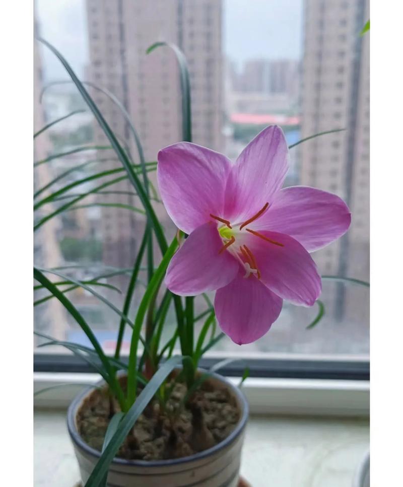 包含“4种”花养家里,“病菌”都害怕,空气清新少生病!的词条-第4张图片-优品飞百科 包含“4种”花养家里,“病菌”都害怕,空气清新少生病!的词条-第4张图片-优品飞百科