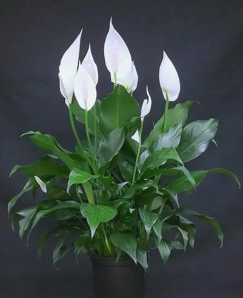 包含“4种”花养家里,“病菌”都害怕,空气清新少生病!的词条-第5张图片-优品飞百科 包含“4种”花养家里,“病菌”都害怕,空气清新少生病!的词条-第5张图片-优品飞百科