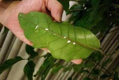 摇钱树的病虫害及其防治？摇钱树出虫灾怎么办？