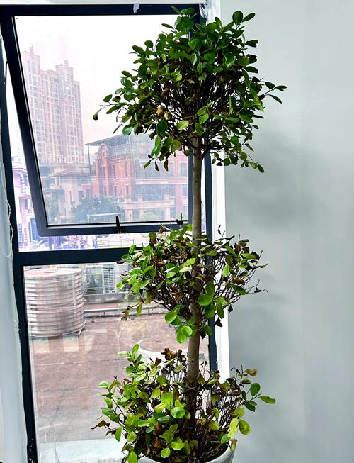 摇钱树的病虫害及其防治?摇钱树出虫灾怎么办?-第2张图片-优品飞百科 摇钱树的病虫害及其防治?摇钱树出虫灾怎么办?-第2张图片-优品飞百科