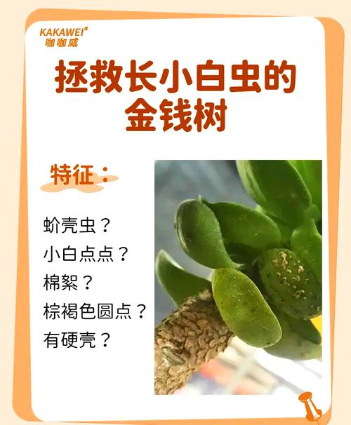 摇钱树的病虫害及其防治?摇钱树出虫灾怎么办?-第3张图片-优品飞百科 摇钱树的病虫害及其防治?摇钱树出虫灾怎么办?-第3张图片-优品飞百科