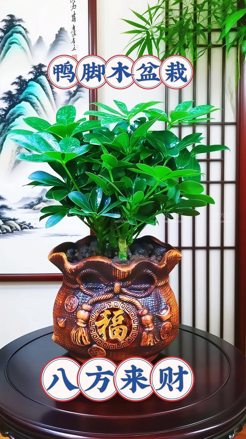 摇钱树的病虫害及其防治?摇钱树出虫灾怎么办?-第4张图片-优品飞百科 摇钱树的病虫害及其防治?摇钱树出虫灾怎么办?-第4张图片-优品飞百科