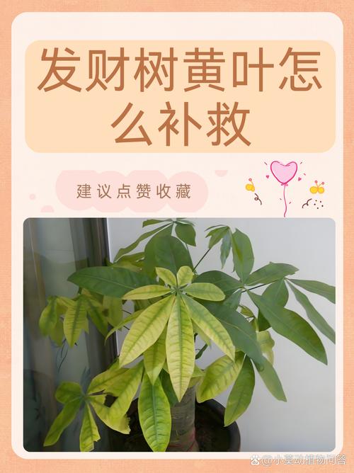 摇钱树的病虫害及其防治?摇钱树出虫灾怎么办?-第5张图片-优品飞百科 摇钱树的病虫害及其防治?摇钱树出虫灾怎么办?-第5张图片-优品飞百科
