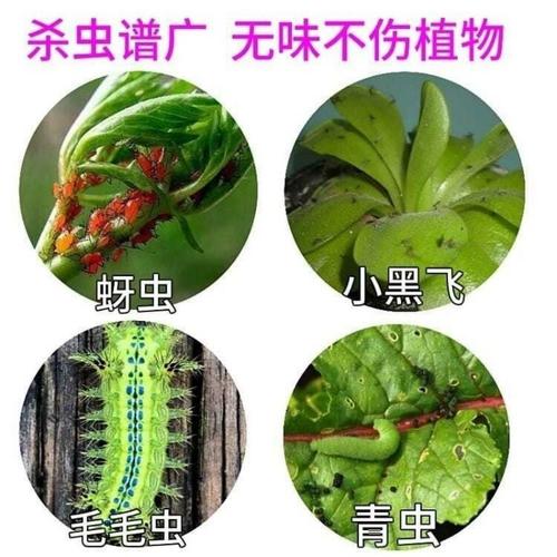 摇钱树的病虫害及其防治?摇钱树出虫灾怎么办?-第6张图片-优品飞百科 摇钱树的病虫害及其防治?摇钱树出虫灾怎么办?-第6张图片-优品飞百科