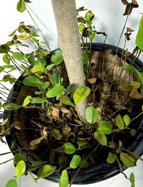 摇钱树的病虫害及其防治?摇钱树出虫灾怎么办?-第7张图片-优品飞百科 摇钱树的病虫害及其防治?摇钱树出虫灾怎么办?-第7张图片-优品飞百科