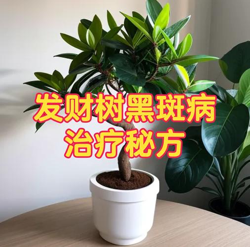 摇钱树的病虫害及其防治?摇钱树出虫灾怎么办?-第8张图片-优品飞百科 摇钱树的病虫害及其防治?摇钱树出虫灾怎么办?-第8张图片-优品飞百科