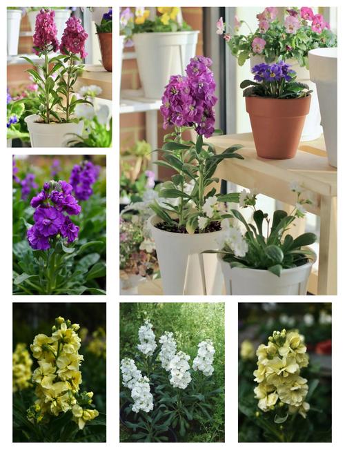 紫罗兰怎么养开花多？紫罗兰花卉怎样养？