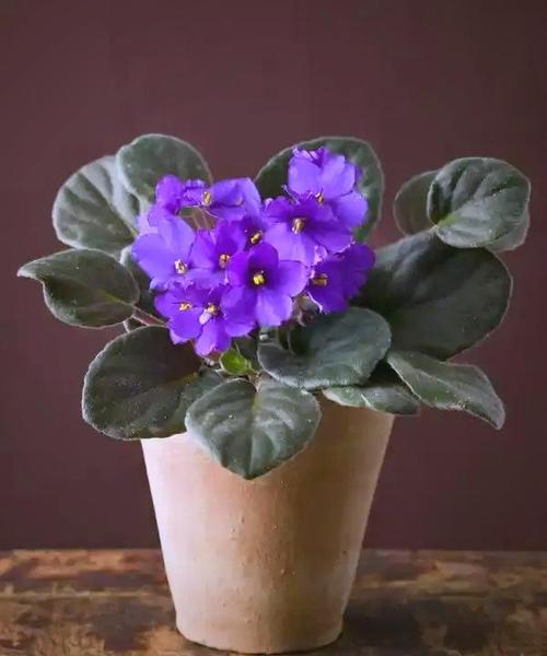 紫罗兰怎么养开花多?紫罗兰花卉怎样养?-第2张图片-优品飞百科 紫罗兰怎么养开花多?紫罗兰花卉怎样养?-第2张图片-优品飞百科