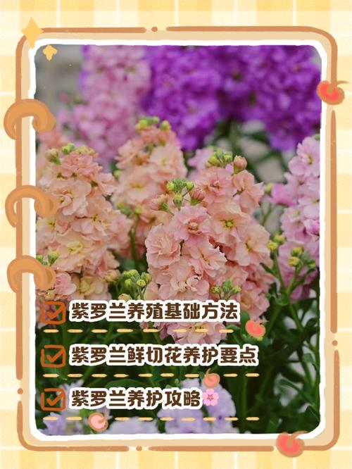 紫罗兰怎么养开花多?紫罗兰花卉怎样养?-第3张图片-优品飞百科 紫罗兰怎么养开花多?紫罗兰花卉怎样养?-第3张图片-优品飞百科