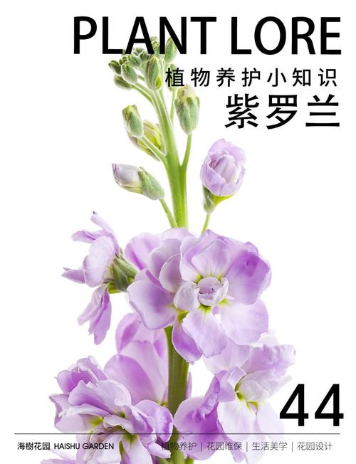 紫罗兰怎么养开花多?紫罗兰花卉怎样养?-第6张图片-优品飞百科 紫罗兰怎么养开花多?紫罗兰花卉怎样养?-第6张图片-优品飞百科