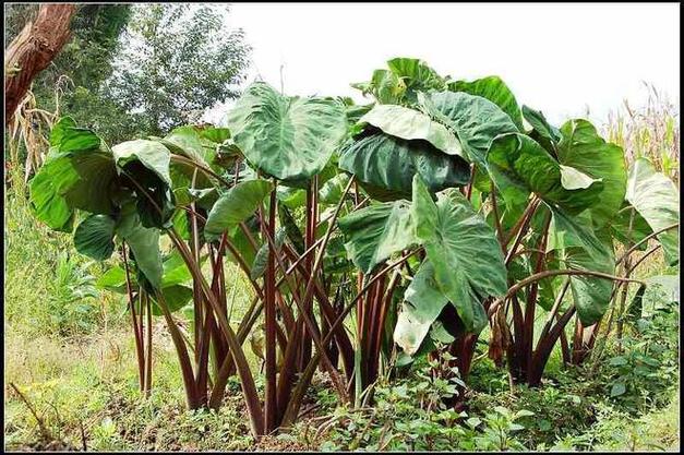 耐阴的植物有哪些？最耐阴的前十漂亮植物？-第3张图片-优品飞百科