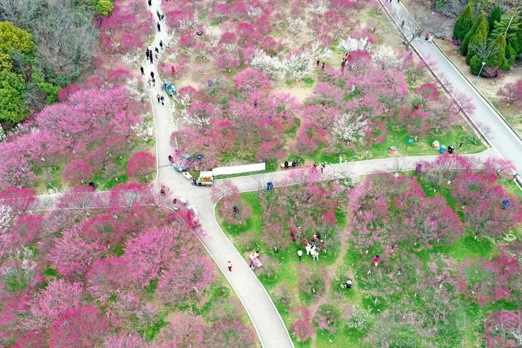 淮南适合养什么花，市花和市树是什么，淮南适合种植的经济作物-第2张图片-优品飞百科