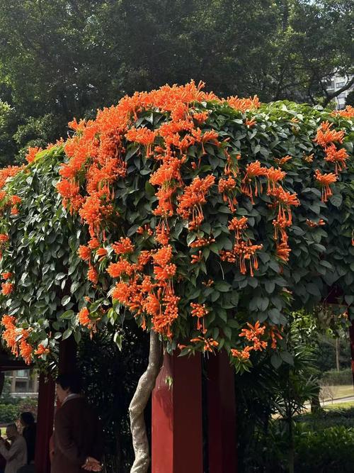 淮南适合养什么花，市花和市树是什么，淮南适合种植的经济作物-第4张图片-优品飞百科