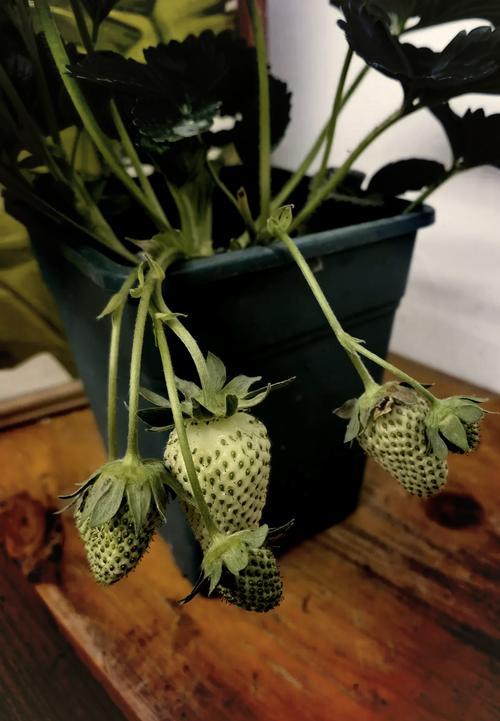 盆栽草莓什么时候种好，盆栽草莓什么时候浇水？